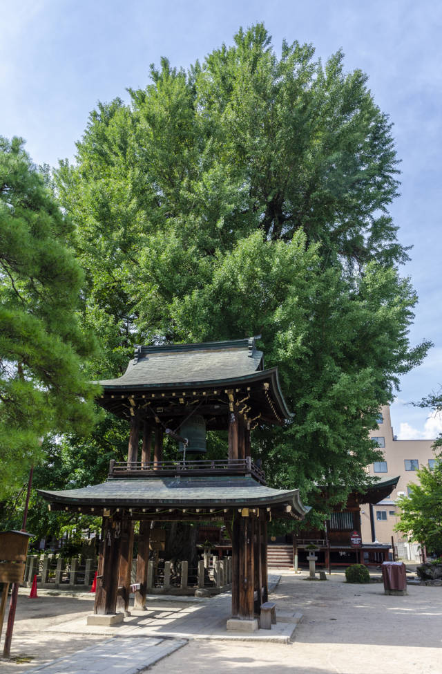 372 - Takayama - templo Hida Kokubunji - gran arbol ginkgo